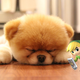 Illustration for article titled Lazy Tuesday Review: The Legend of Zelda: The Wind Waker HD Limited Edition